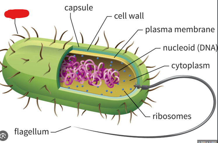 <p>Long appendages which have different roles. Can be used by bacteria for DNA transfer, moving around environment, etc… </p><p>Typically are longer and fewer in number than fimbriae</p>