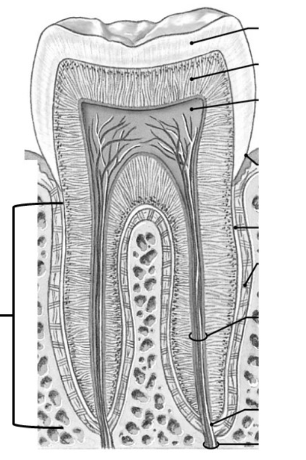 <p>What region is the bracket pointing to&nbsp;</p>