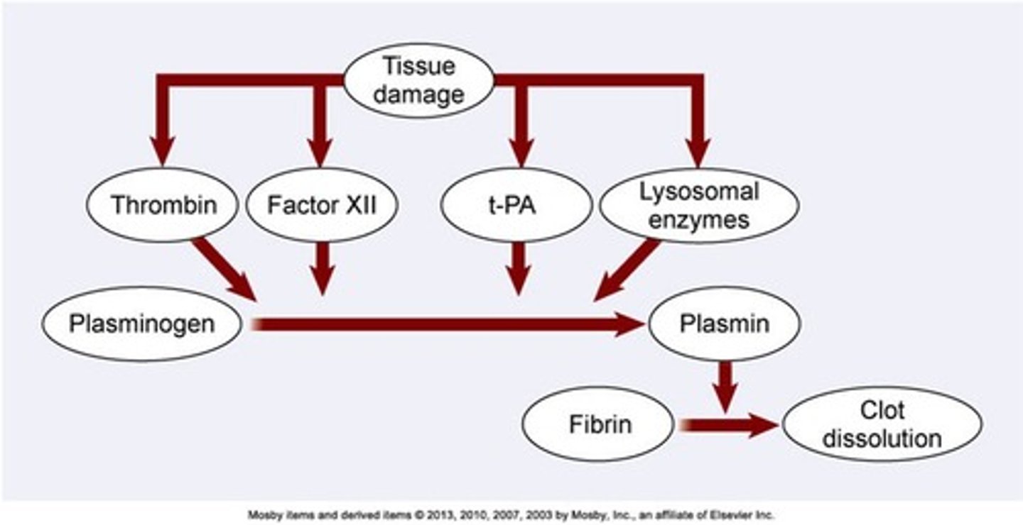 <p>ØFibrinolysis - physiological mechanism that dissolves the clot once it has formed</p><p>ØPlasmin - enzyme in the blood that catalyzes the hydrolysis of fibrin, causing it to dissolve; it is activated by chemicals released from damaged cells and acts slowly to dissolve the clot</p><p>ØSubstances that generate plasmin can be used as a therapy to dissolve blood clots</p>