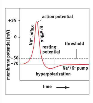 <p>When transmembrane potential reaches 35+mV, the voltage gated Na+ channels close, and K+ channels open, allowing K+ to rush out of membrane</p><p>This causes the negativity of the cell membrane potential increases </p><p>Membrane is repolarized and membrane potential overshoots to -90 mV</p><p>Causes the K+ channels to close</p><p>Na/K pumps bring back to resting potential of -70mV</p>