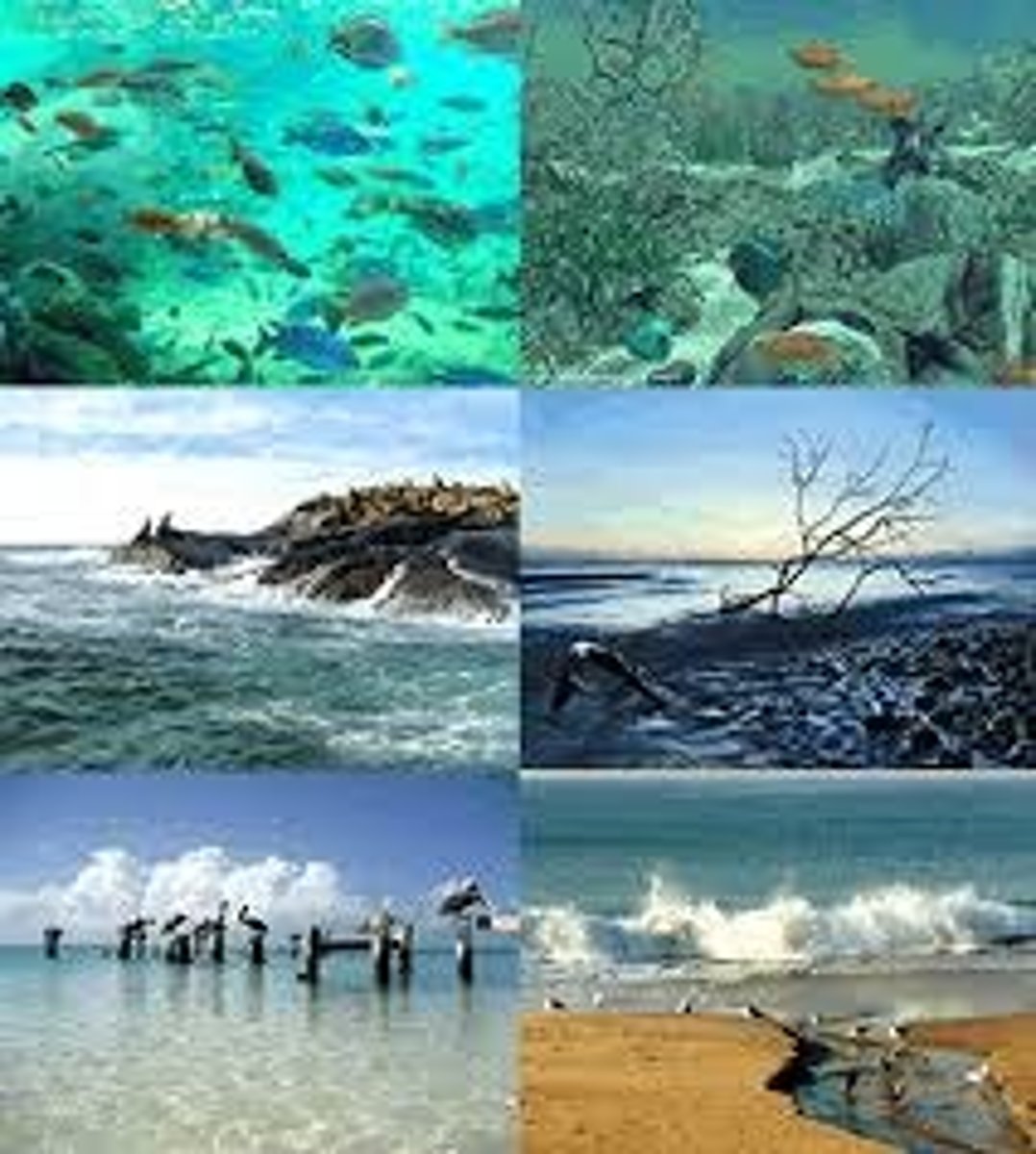 <p>Lugar natural donde viven los animales o las plantas.</p>