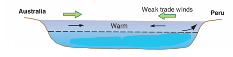 <p> Wind and surface water flow of Pacific Ocean circulation during El Niño years</p>