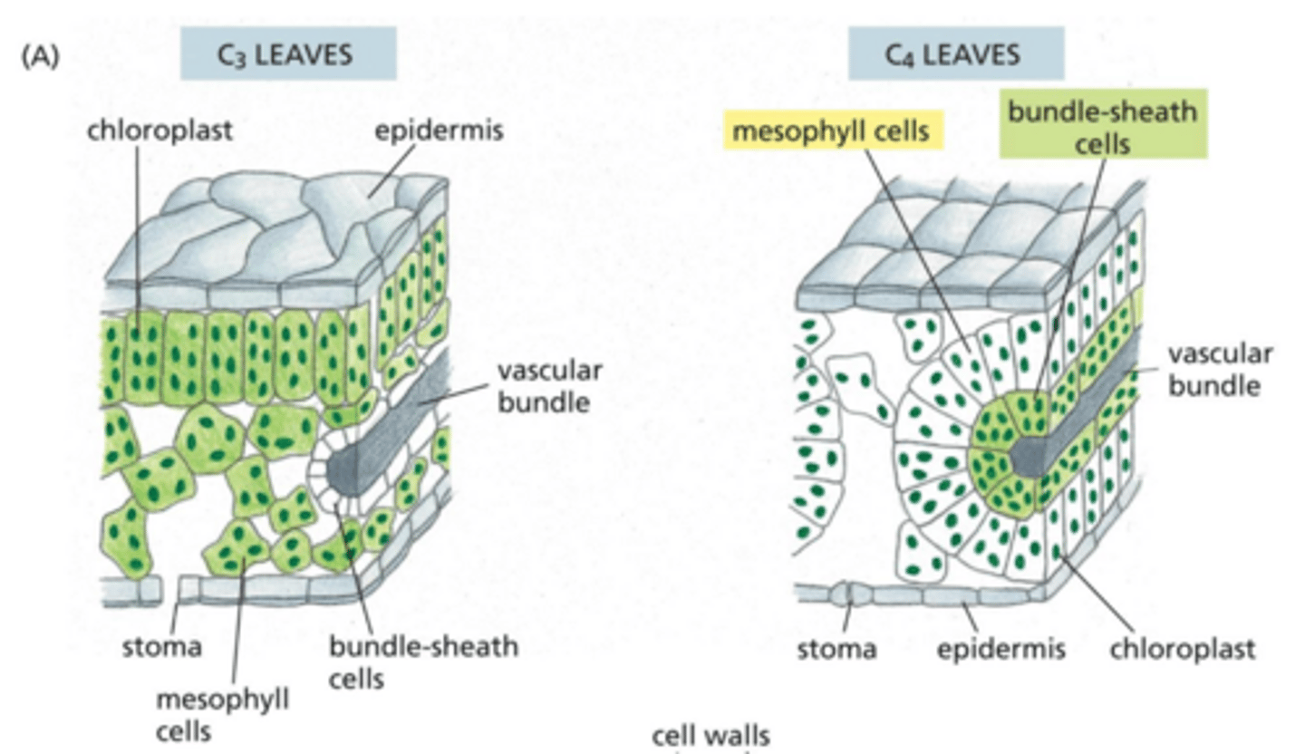 <p>What is the function of mesophyll cells in C3 plants? in C4 plants?</p>