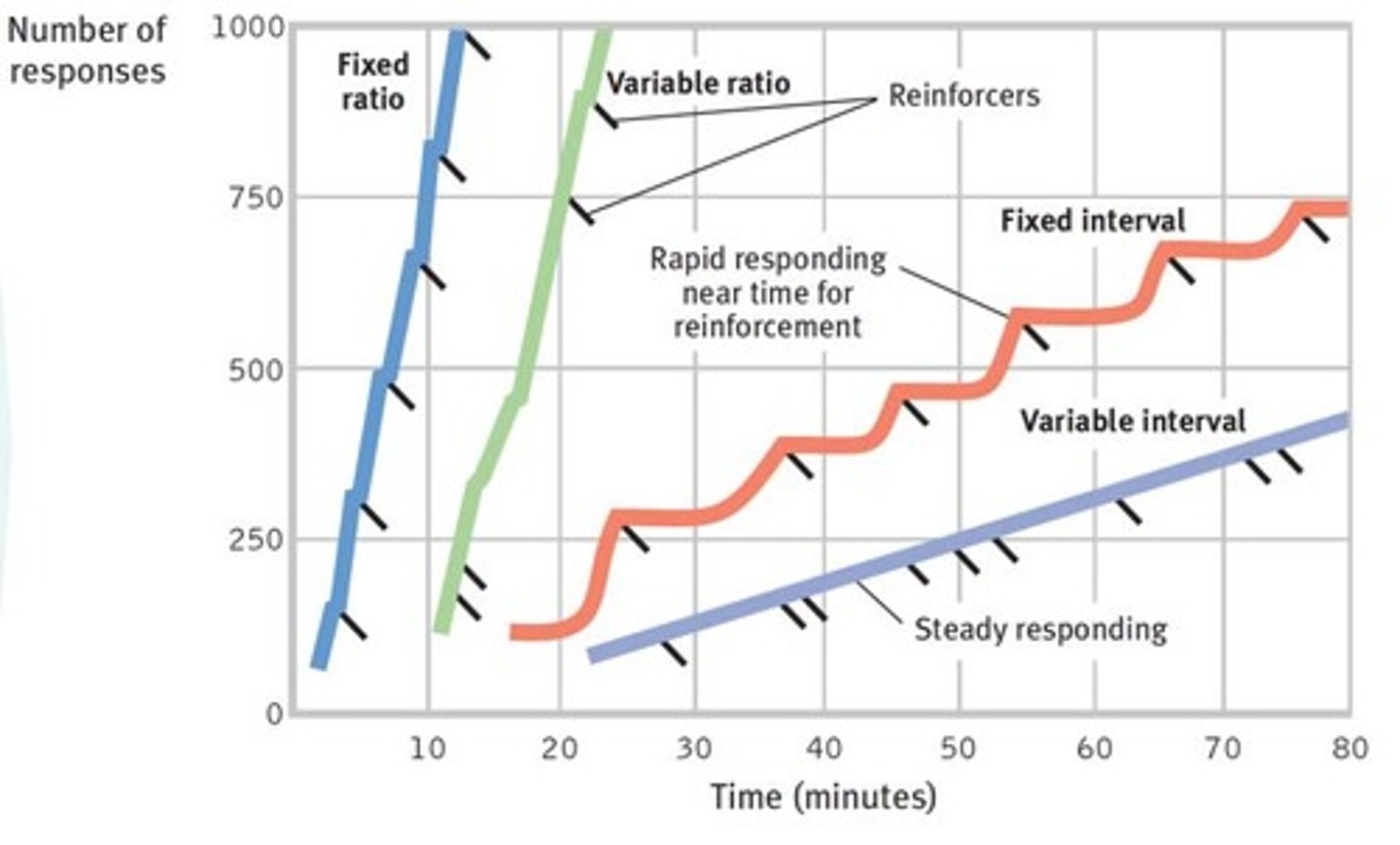 <p>Reinforced after unpredictable number of responses.</p>