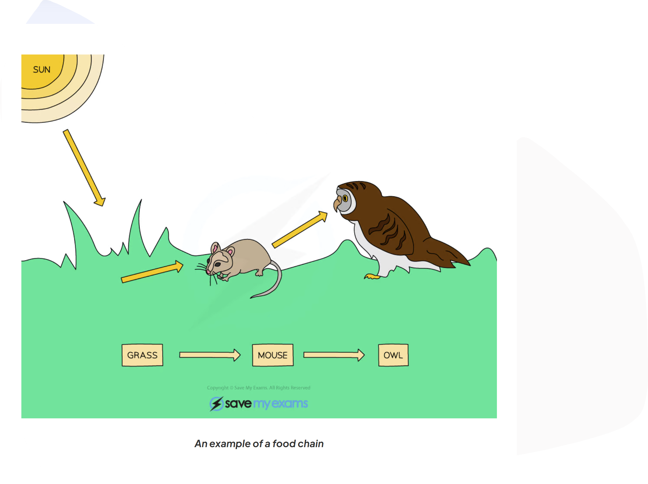 <p>what does the arrow represent</p>