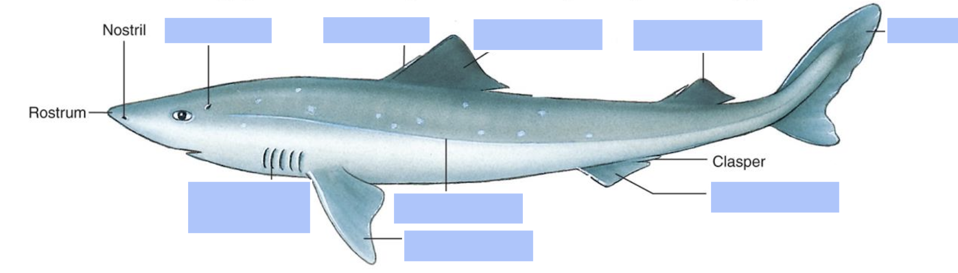 <p>Name all the anatomical features of the fish shown in this picture</p>