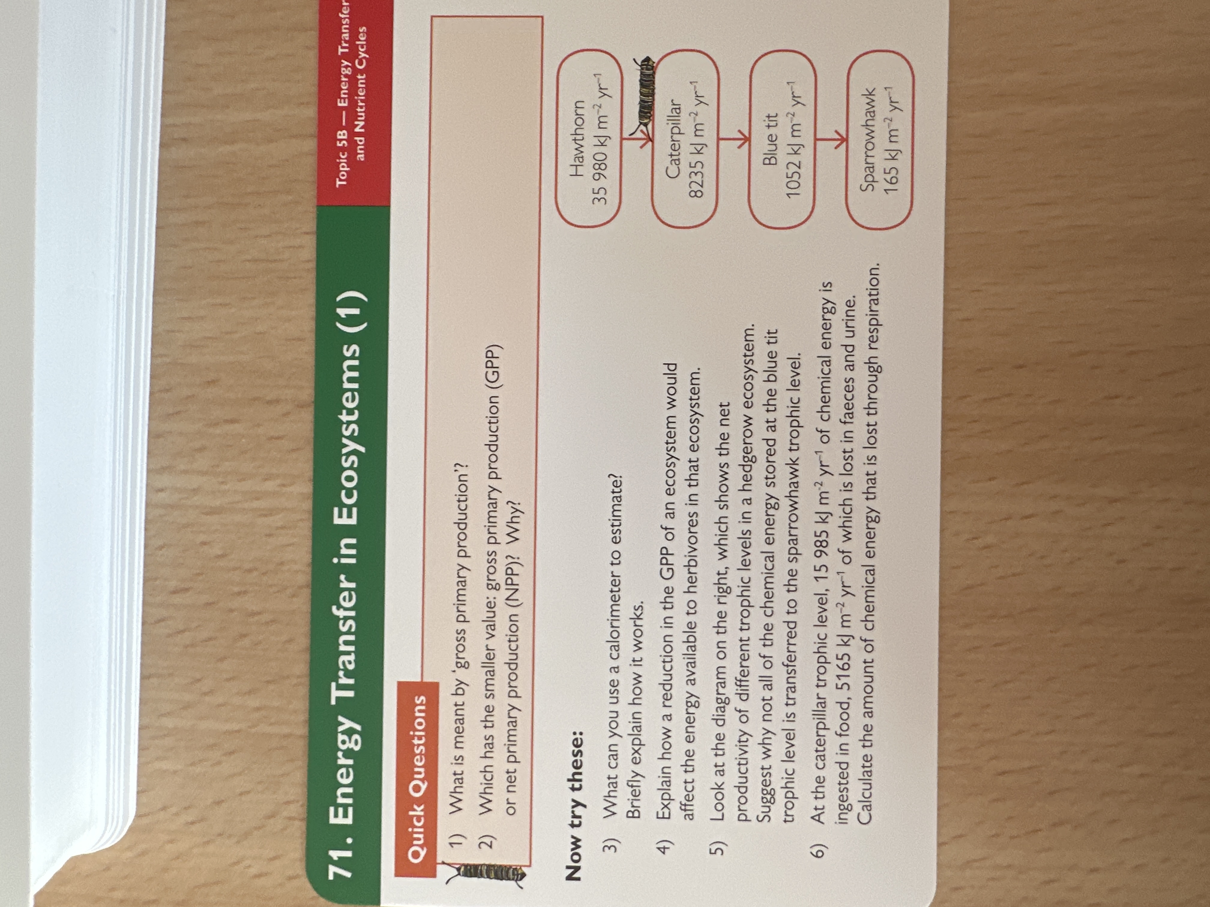 Energy transfer- ecosystems 