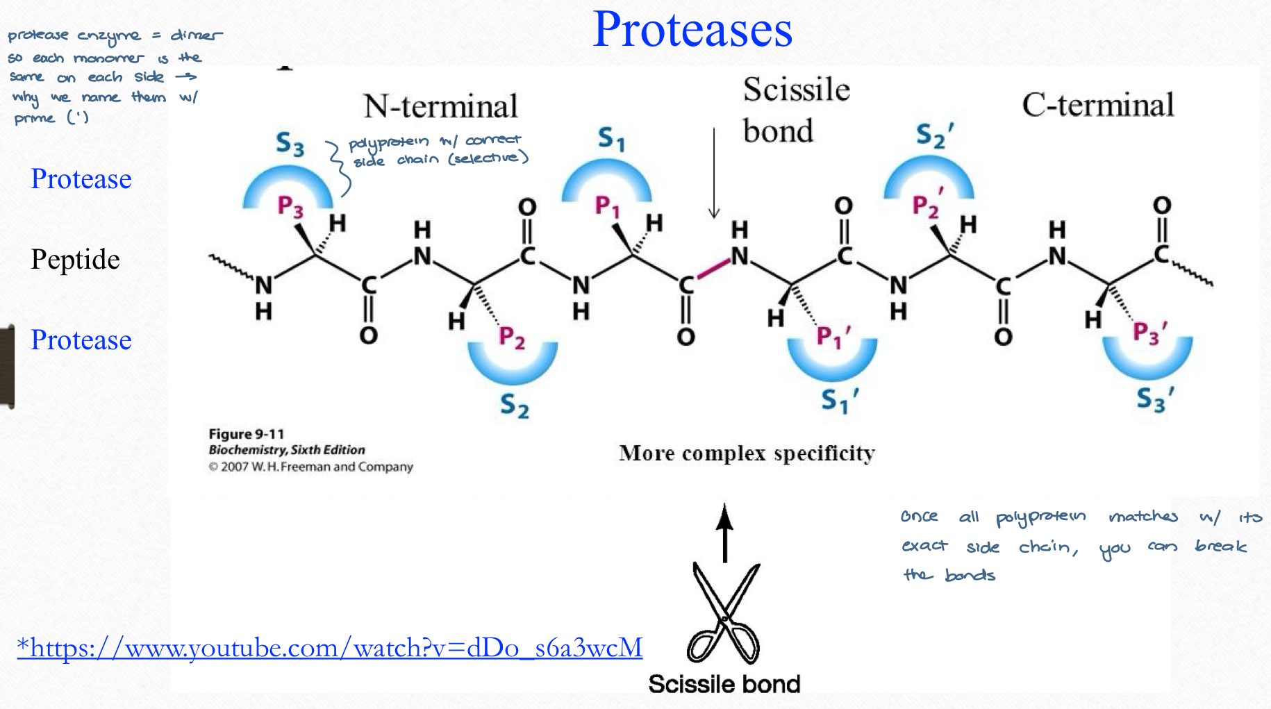 <ul><li><p>symmetrical active site, unlike human proteases, thus selection inhibition might be possible</p></li><li><p>HIV proteases <strong>aspartic</strong> proteases</p></li><li><p>catalytic region = Asp-25 and Asp-25’ (one for each monomer)</p></li></ul><p></p>