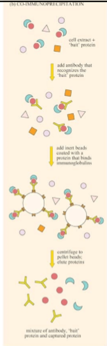 <p>-Sample preparation<br>-Pre-clearing (just beads)<br>-antibody incubation<br>-Precipitation of protein/protein complexes<br>-Washing<br>-Elution and analysis of precipitate (low pH or high salt solution)<br>-SDS-PAGE, western blotting, Mass spec</p>