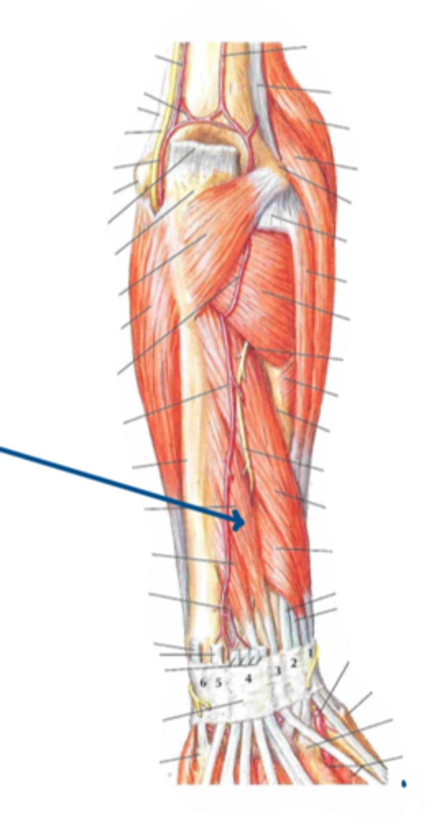 <p>Identify the action of the structure indicated by the arrow</p>