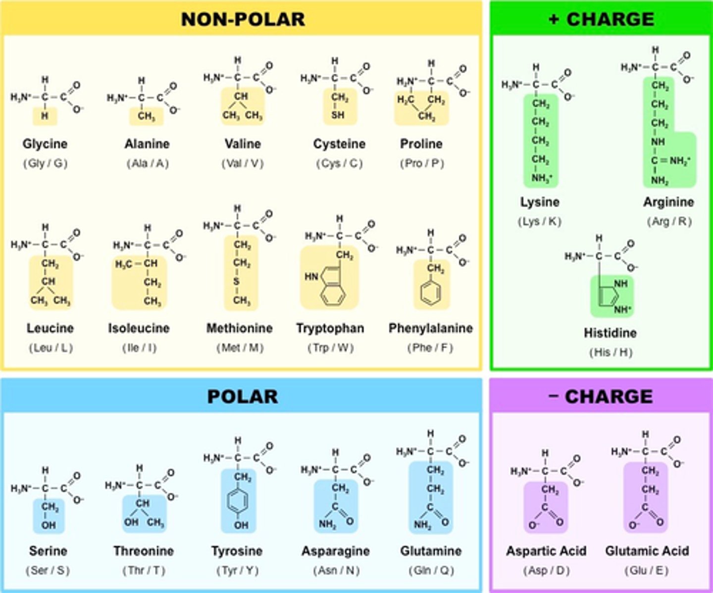 <p>-(1) those with nonpolar R group, (2) those with uncharged polar R groups, and (3) those with charged polar R group.</p>