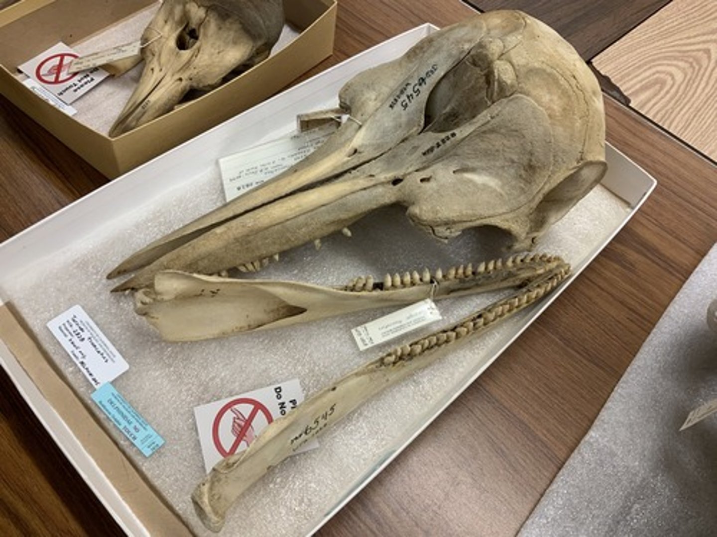 <p>Family, Subclade, Clade, Infraclass, Subclass</p><p>-variable snout (beak/forehead often present)</p><p>-small size</p><p>-peg-like teeth</p><p>-no boss</p>