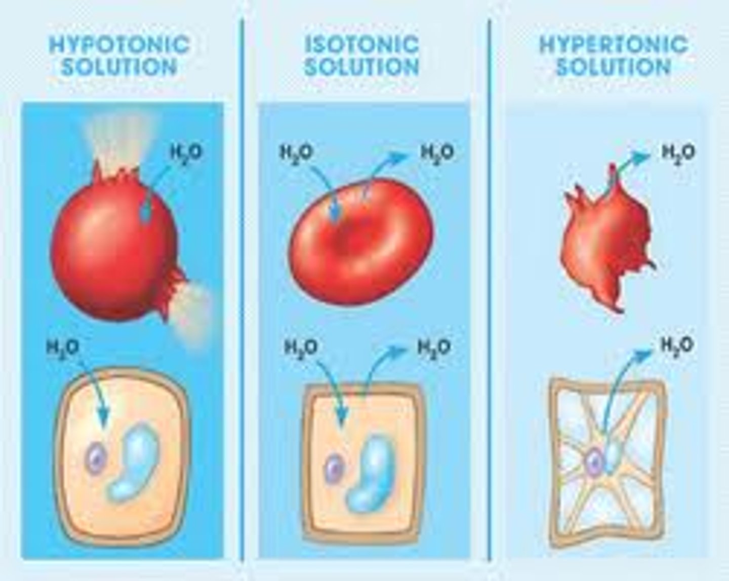 <p>ISOTONIC: Solute concentration is equal in ECF &amp; ICF, resulting in no water movement; HYPOTONIC: Solute concentration in ICF is greater than ECF, causing water to move in; HYPERTONIC: Solute concentration in ICF is less than ECF, causing water to move out</p>