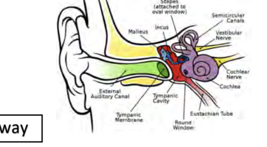 <p>cochlea → vestibulocochlear enrve → medial geniculate nculeus (MGN)</p>
