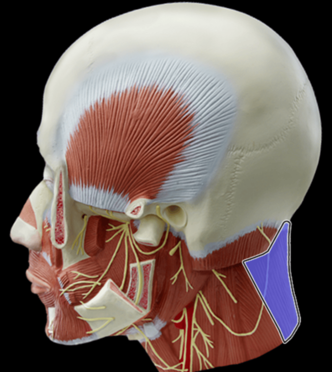 <p>What Muscle Is Highlighted?</p>