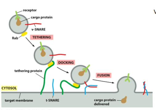 <ul><li><p>Vesicle arrives at destination using <strong>microtubules</strong> + motor proteins</p></li><li><p><strong>Rab–tether interaction</strong> docks vesicle</p></li><li><p><strong>v-SNARE + t-SNARE</strong> wrap tightly, pulling membranes very close</p></li><li><p>Water is forced out → membranes fuse</p></li><li><p>Vesicle collapses into target membrane</p></li><li><p><strong>NSF + SNAP</strong> use ATP to separate SNAREs for reuse&nbsp;</p></li></ul><p></p>