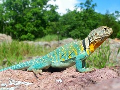 <p>Garfield, Grand, Kane, &amp; San Juan Co. • To 11.8 SVL • Bright yellow heads - particularly males in breeding season • Body usually brightly colored - striking lizards! • Tail round in cross section</p>