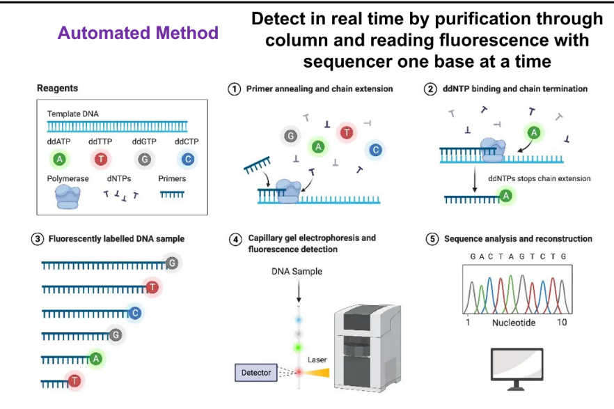 <p>detect in real time by purification through column and reading fluorescence with sequencer one base at a time</p>
