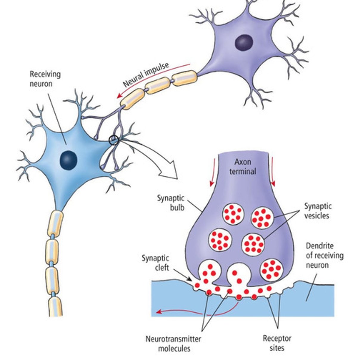 <p>1. Action potential arrives at axon terminal</p><p>2. Voltage gated Ca2+ channels open</p><p>3. Ca2+ triggers vesicle fusion via v-snare and t-snare</p><p>4. Neurotransmitter released into synaptic cleft</p><p>5. Neurotransmitter binds to postsynaptic receptors, generating EPSPs or IPSPs</p><p>6. Signal terminated by degradation, reuptake, or diffusion.</p>
