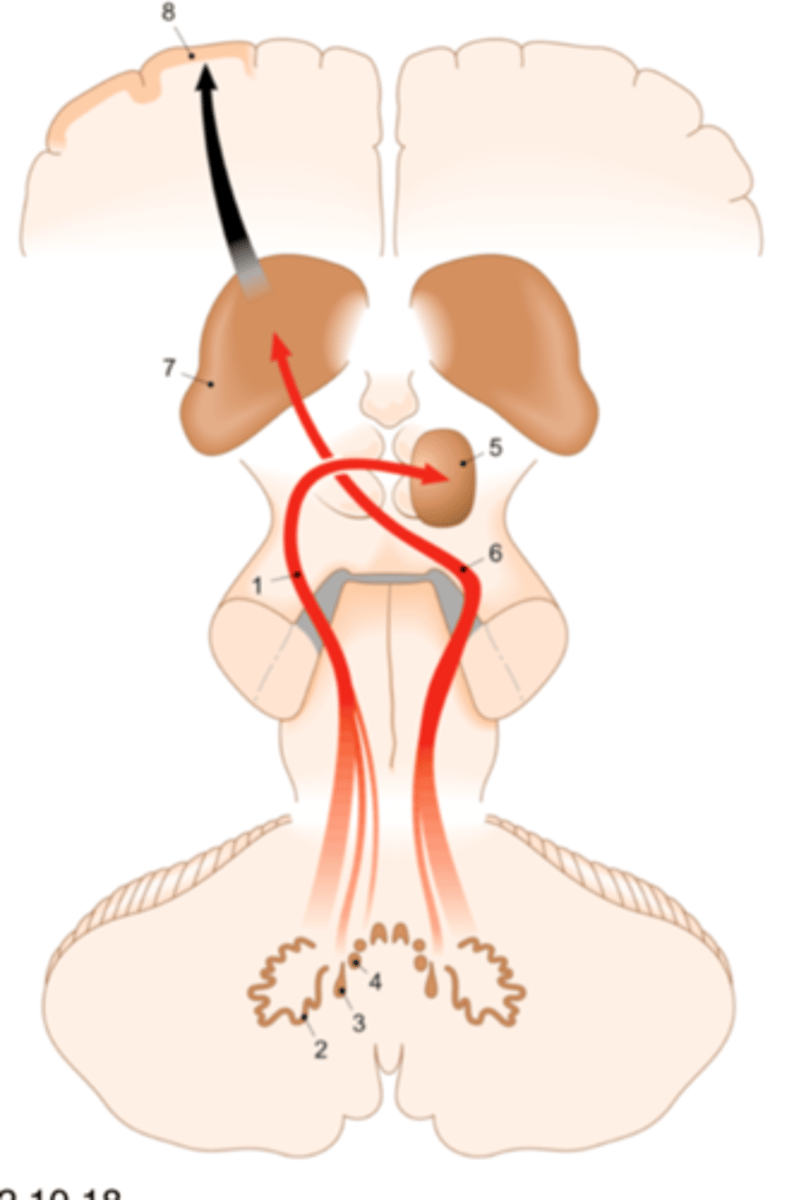 <p>Er leitet Efferenzen, also Informationen vom Kleinhirn zum Thalamus und Nucleus ruber.</p>