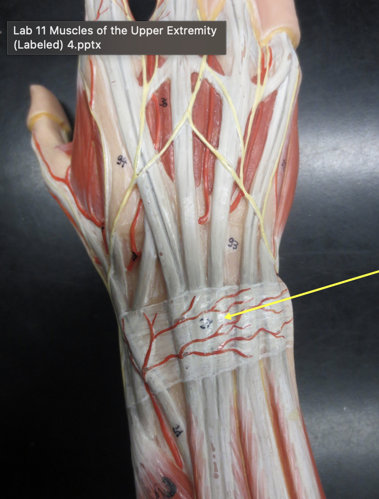 <p>Which muscle</p>