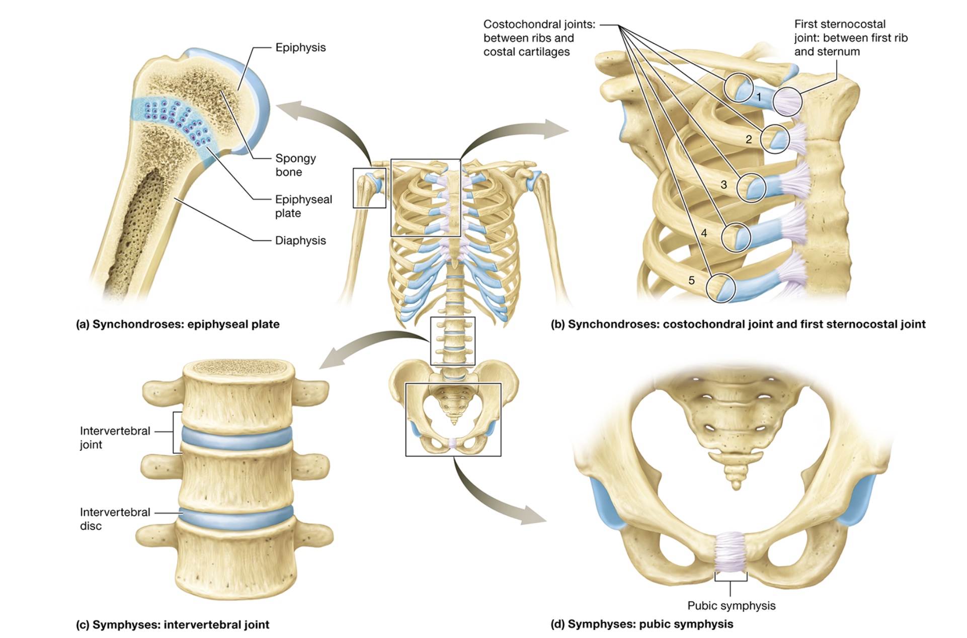 <p>cartilaginous joints</p>