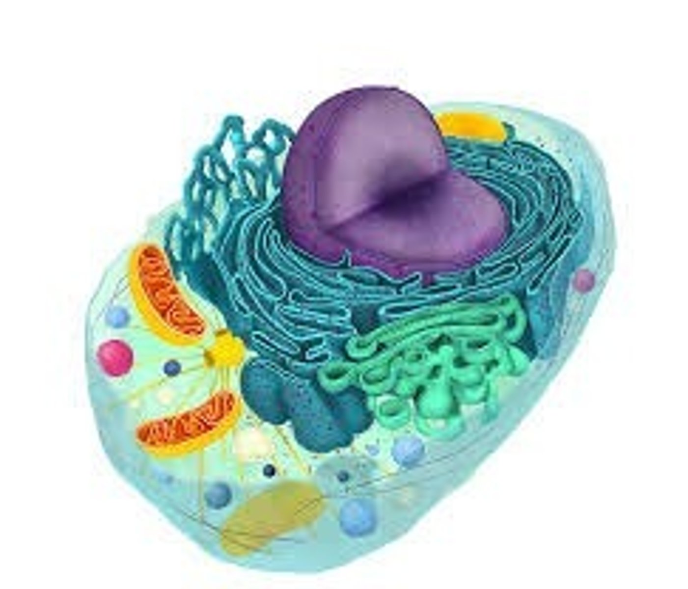 <p>Monisoluisia, ei soluseinää, toisenvaraisia, suvutonta ja suvullista lisääntymistä</p>