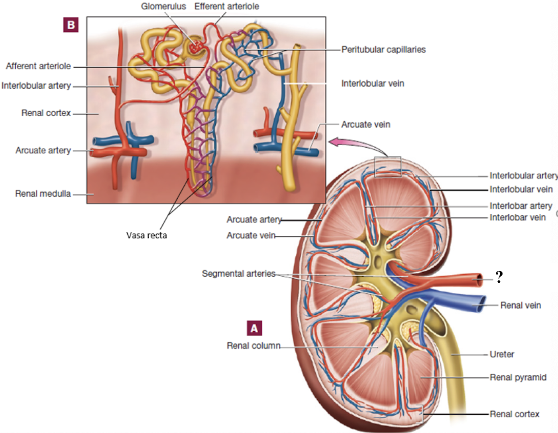 <p>enter through the renal hilum</p>