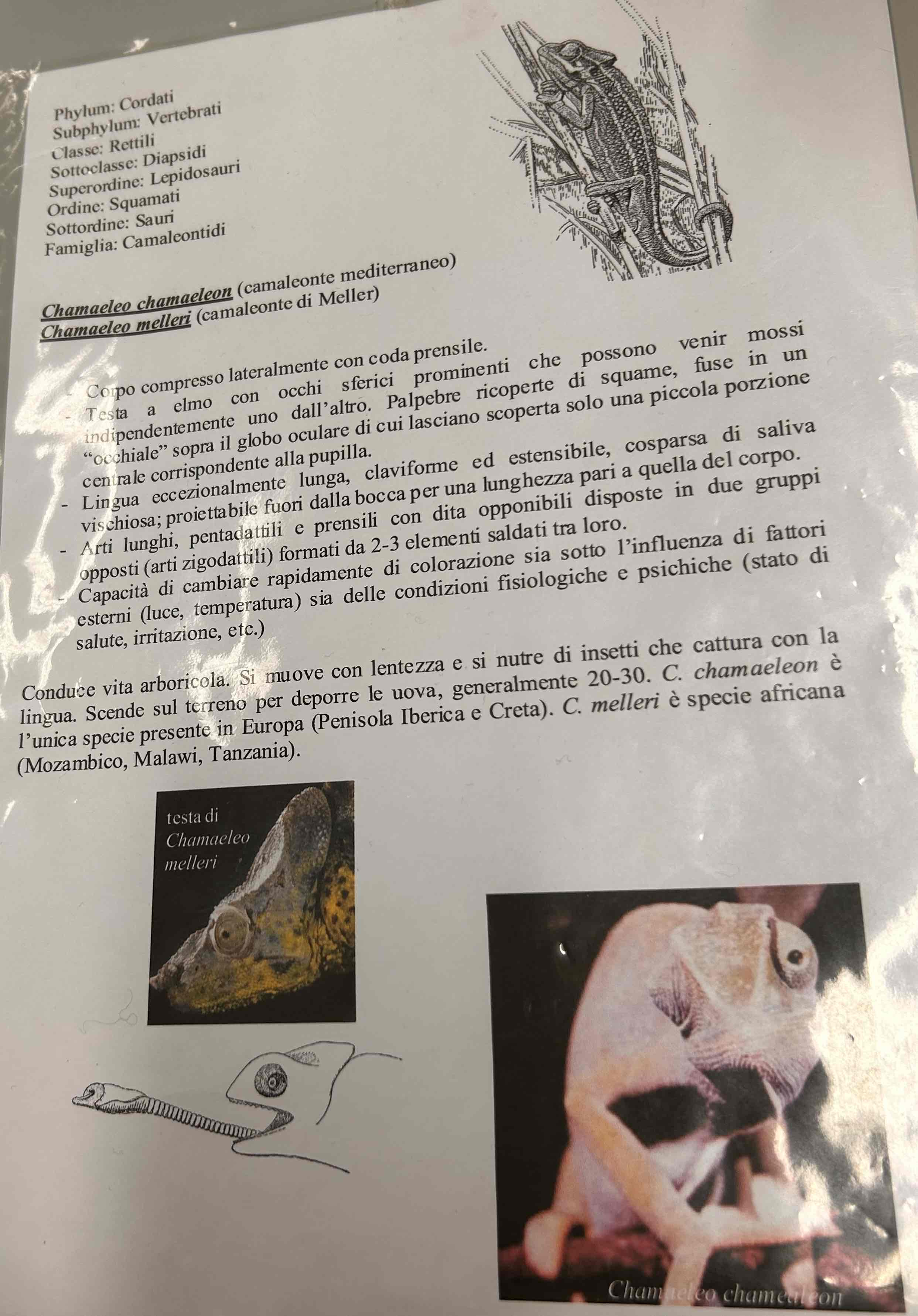 <p>Cordati</p><p>Gnatostomi</p><p>Vertebrati</p><p>Tetrapodi</p><p>Rettili</p><p>Lepidosauria</p><p>Squamati</p><p>(Sauri)</p><p>Chamaleo chamaleo</p>