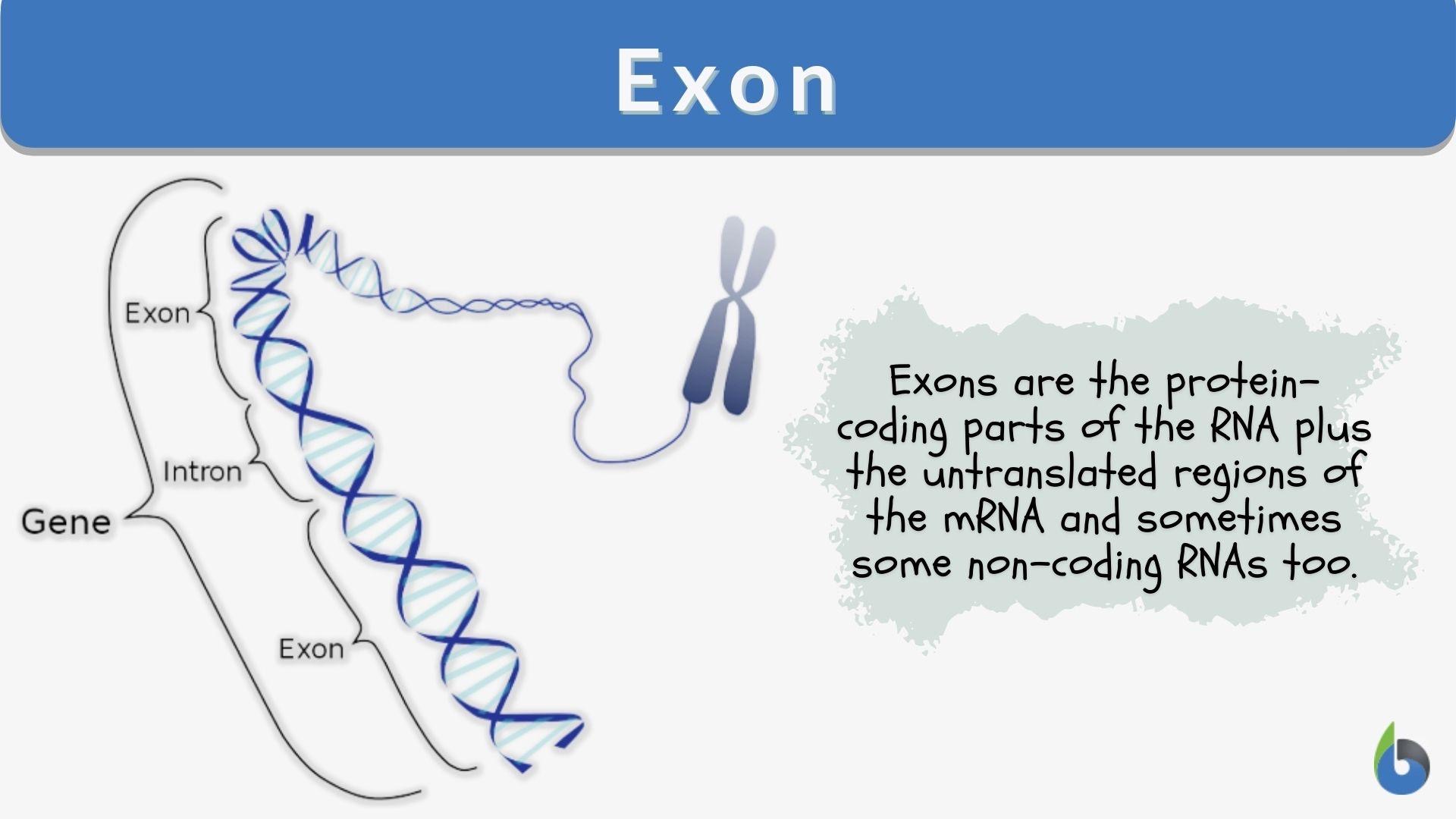 <p>Coding regions of a gene that are expressed in the final protein.</p>