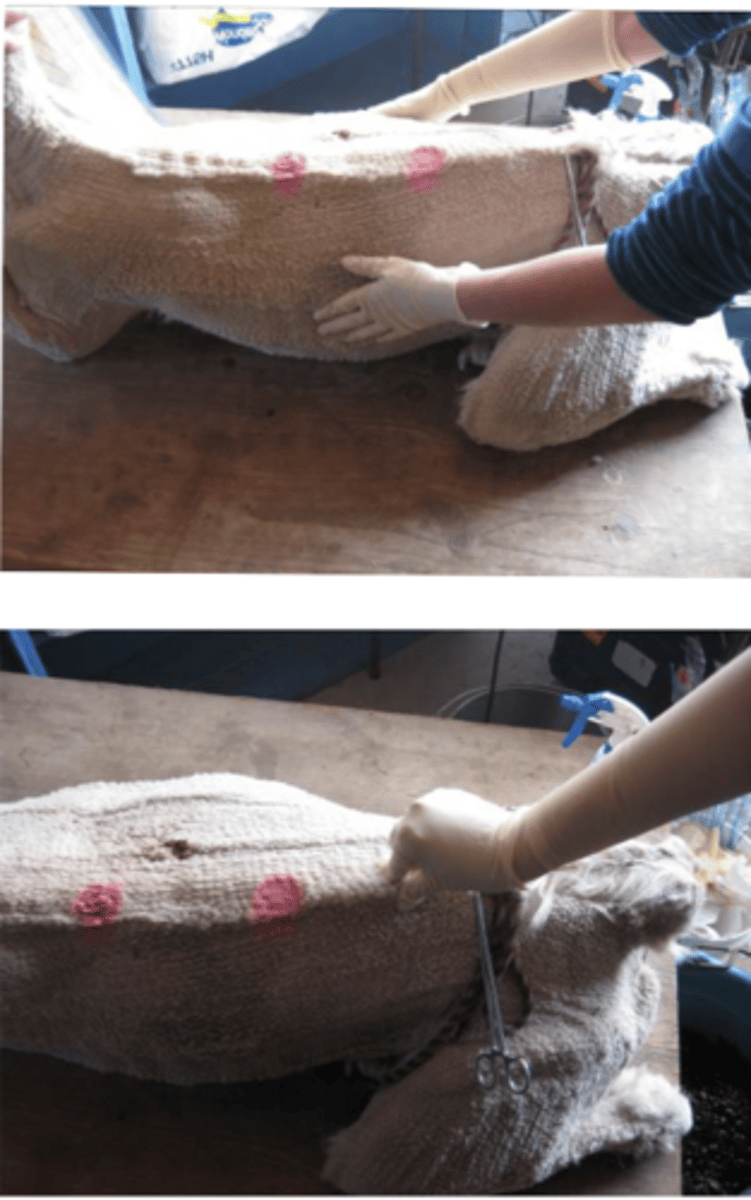 <p>1. Palpate lumbar vertebrae + Rbs behind elbow, how much eye muscle Is filled in. 1-5 score (2.5-3 ideal)</p><p>2. 37.5-39.4℃</p><p>3. 10-30 breath/m</p><p>4. 50-80 bpm</p><p>5. 3-4 rumen contraction/min</p><p>6. RBC small, flat, and elipticle. May need to manually count unless machines are calibrated</p>