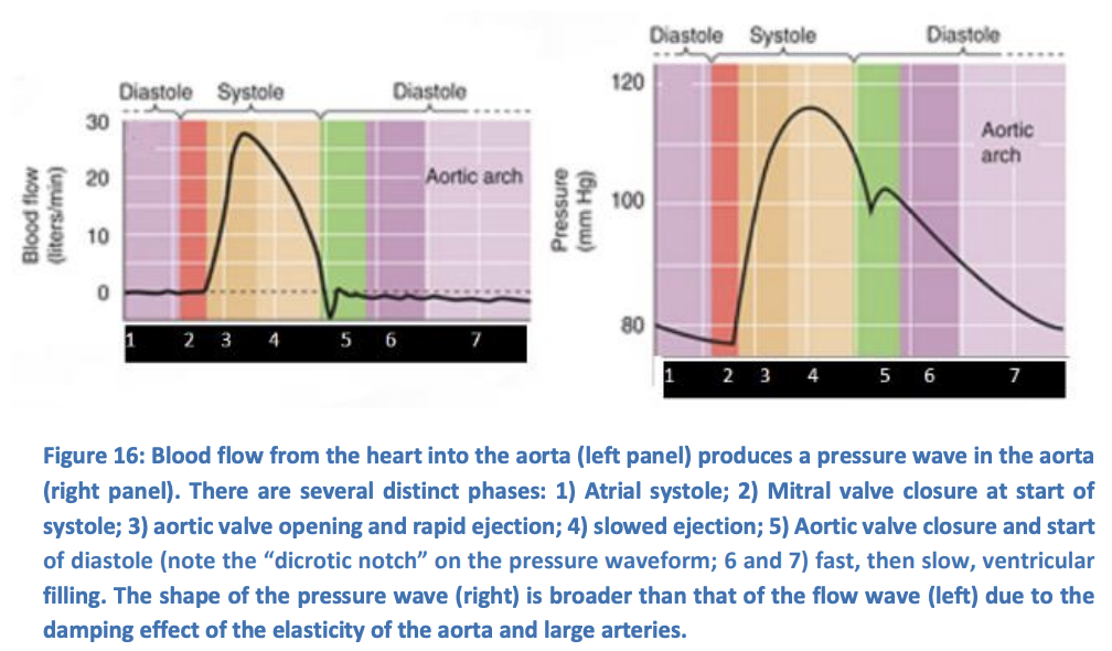<p>→ 80 mmHg</p><ul><li><p>the aortic pressure at a trough value</p></li></ul><p>(before the heart beats raisess pressure again)</p>