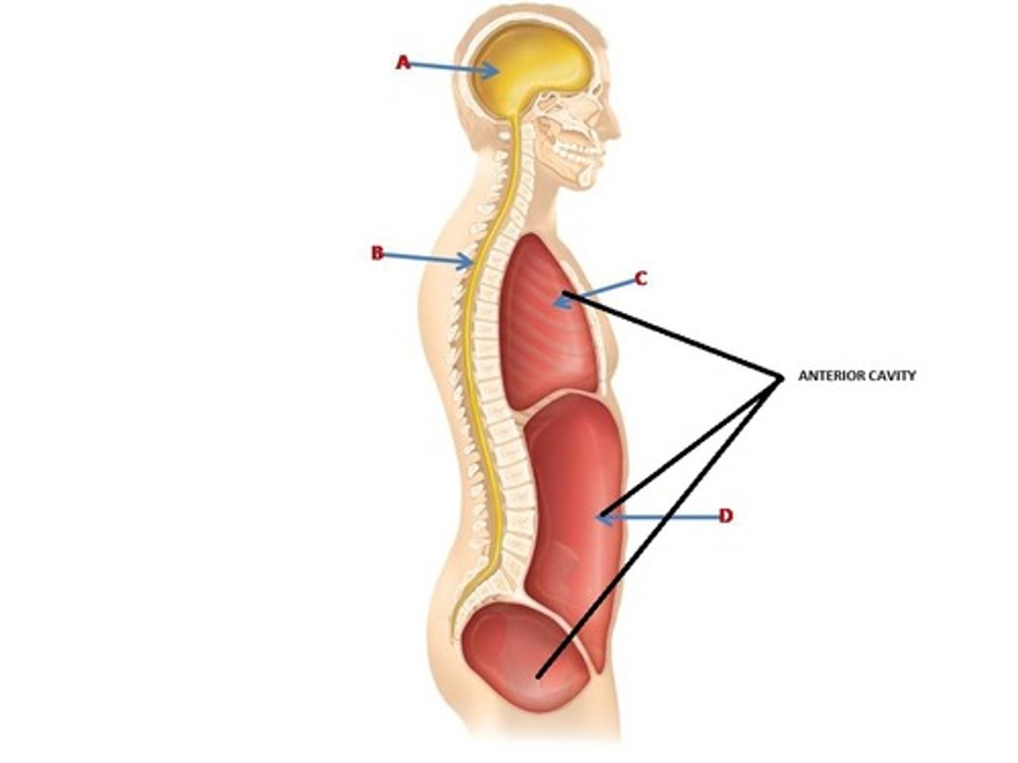 <p>Cavities towards the front (anterior) of the body. Includes the thoracic and abdominal cavities which are divided from each other by the diaphragm.</p>