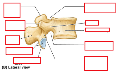 <p>Typical Vertebra</p>