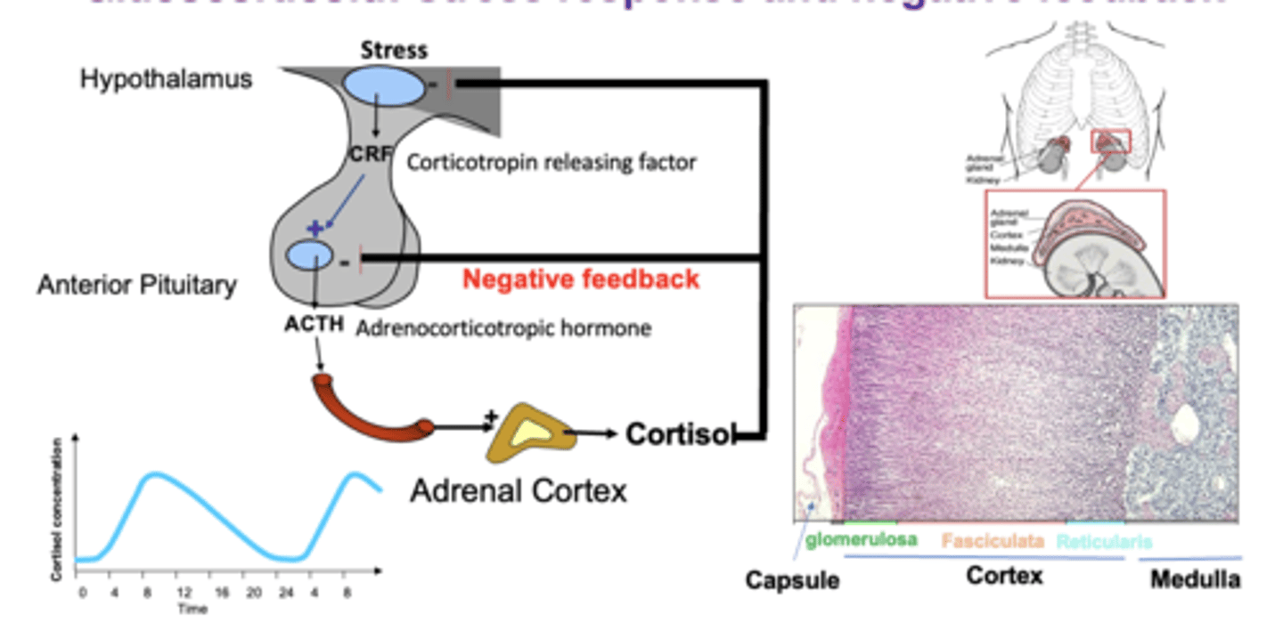 <p>glucocorticoid: stress response and negative feedback</p>