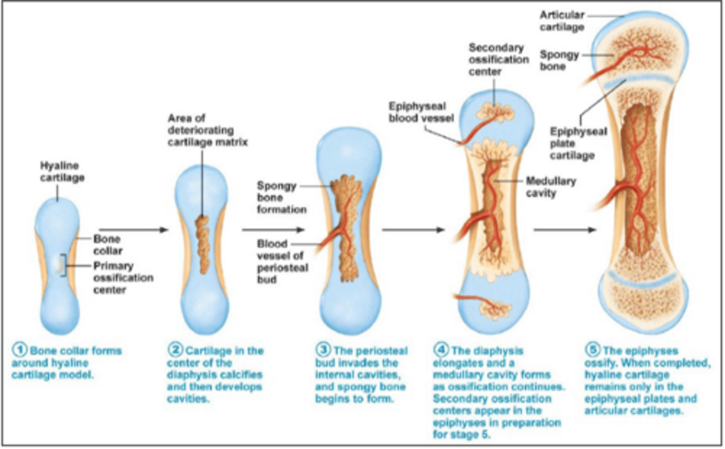 <p>process in which bone forms by replacing hyaline cartilage</p>