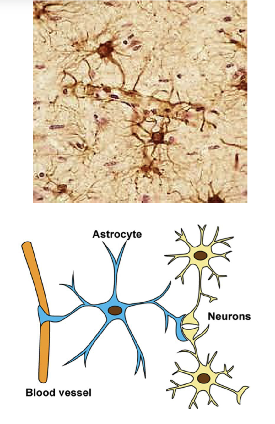 <p><strong>prolongements astrocytaires </strong>comme:</p><p>-des pieds vasculaires appliqués sur les capillaires</p><p>-des prolongements appliqués à la surface des neurones</p><p></p><p>=forment une couche interposée entre les capillaires et les neurones</p>