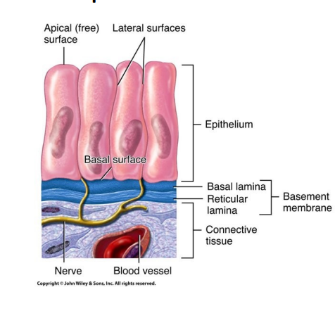 <ul><li><p>basement membrane</p></li><li><p>sticky sheet</p></li><li><p>joins epithelial tissue and connective tissue</p><ul><li><p>connective tissue offers support b/c anchoring is stable</p></li><li><p>can act as a filter (abosrb, secrete)</p></li></ul></li></ul>