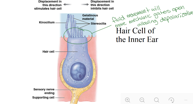 <p>fluid movement, then cause hair cells to depolarize? </p>