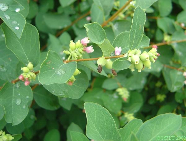 <p><span><em>Symphoricarpus albus</em></span></p>