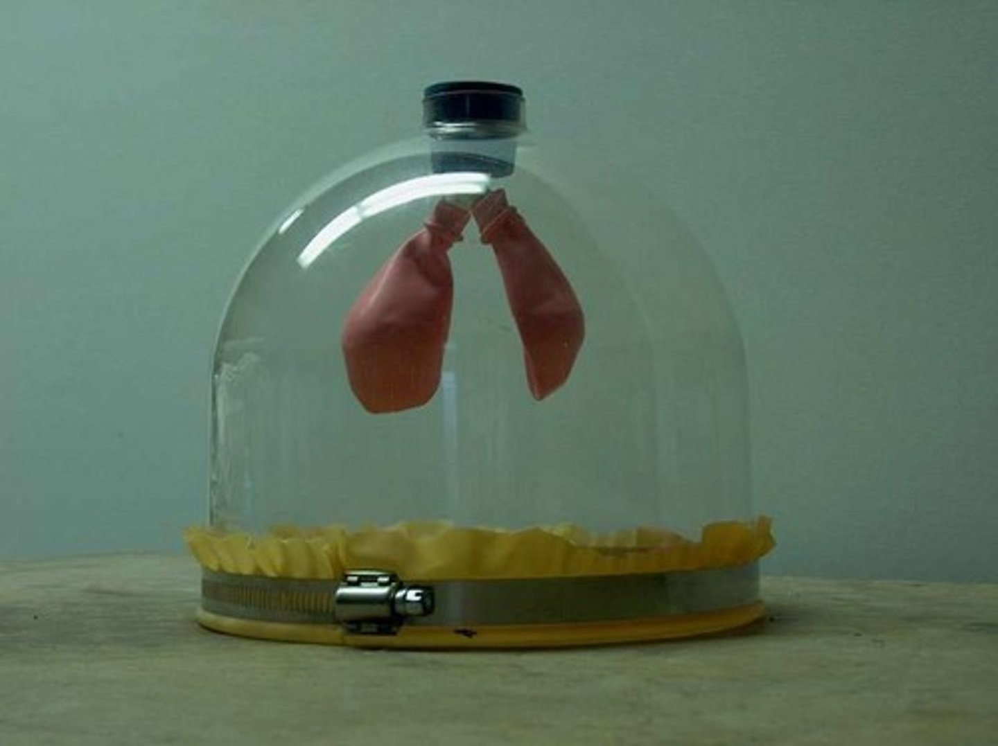 <p>A simple model of the lung made up of a transparent jar and two balloons, demonstrates ventilation by pulling down on or pushing up on the elastic base which causes the balloons to automatically inflate or deflate due to changes in pressure</p>