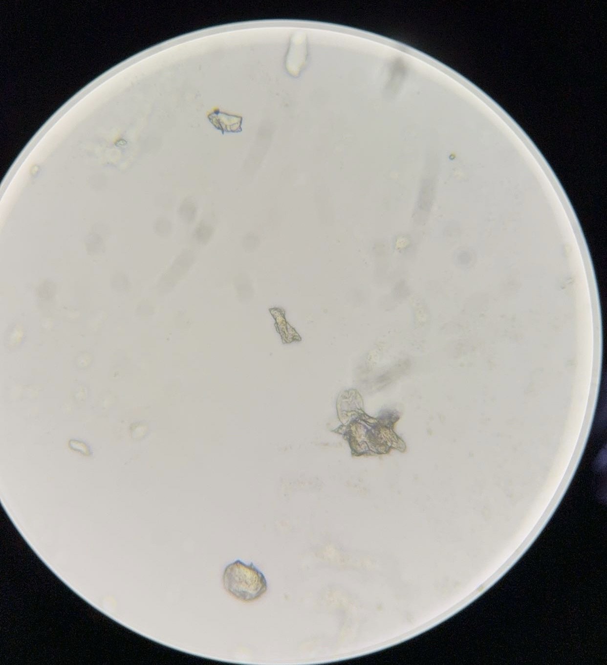 <p><span>What is this organism?</span></p>