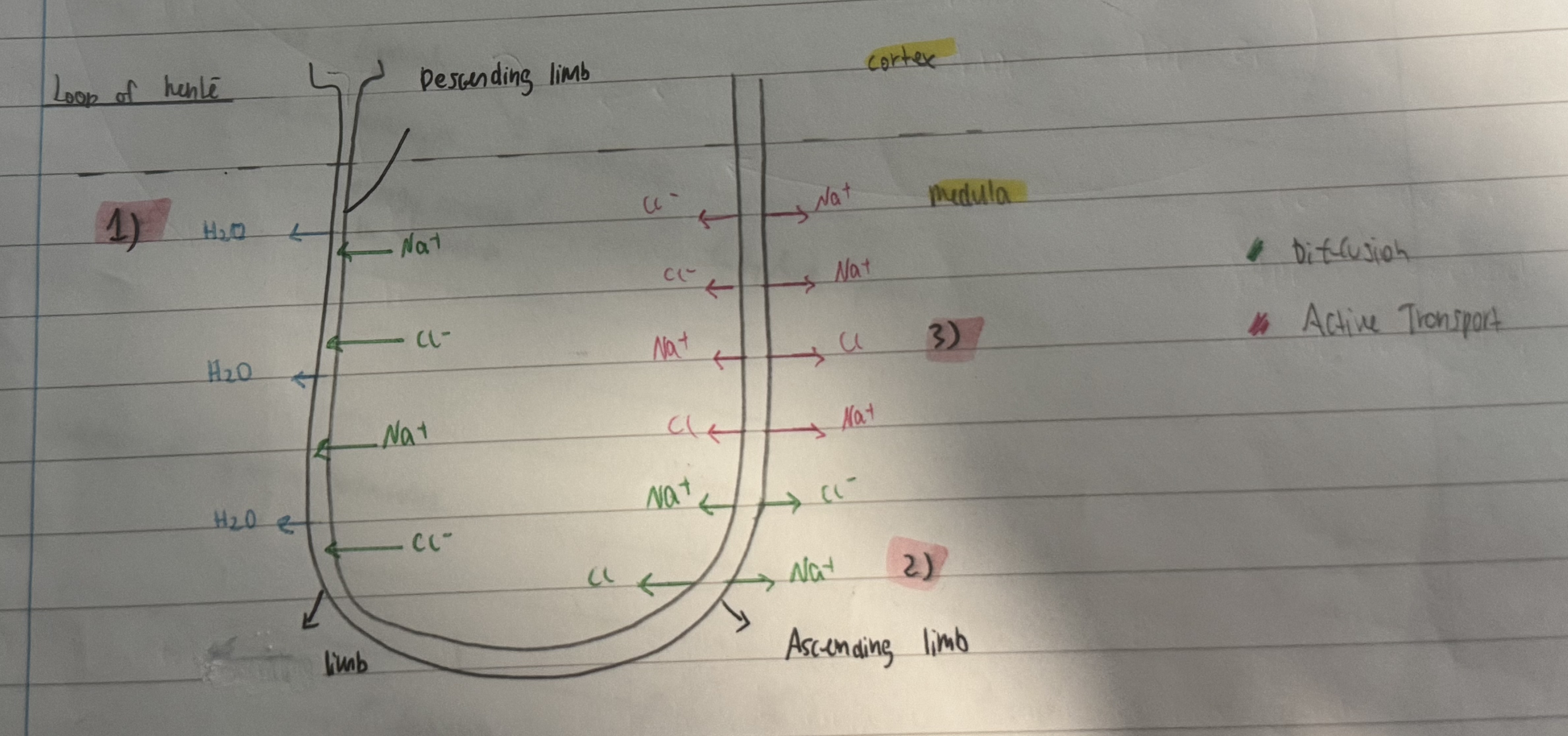 knowt flashcard image