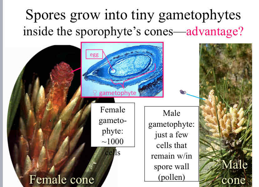 <p>Advantage of Spore Growth inside sporophyte cones</p>