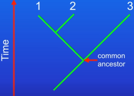 <ul><li><p>species 1&amp;2 are closely related to each other</p></li><li><p>species 3 is more distantly related</p></li><li><p>species 1,2&amp;3 all share a common ancestor</p></li></ul>