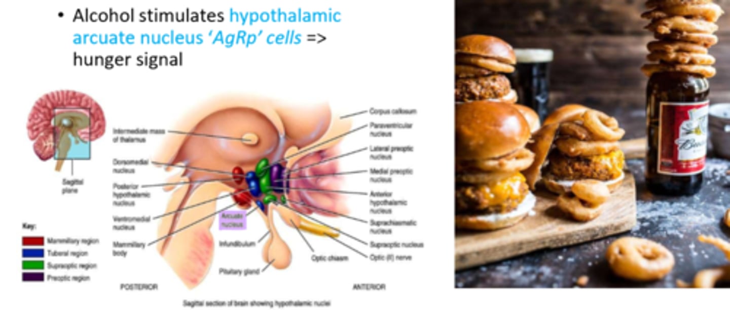 <p>- alcohol stimulates hypothalamic arcuate nucleus 'AgRp' cells => hunger signal</p>