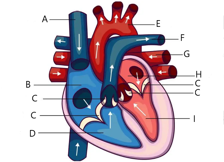 <ul><li><p>A: Vena Cava</p></li><li><p>B: Right atrium</p></li><li><p>C: the valves</p></li><li><p>D: Right centricle</p></li><li><p>E: Aorta</p></li><li><p>F: Pulmonary artery</p></li><li><p>G: Pulmonary vein</p></li><li><p>H: Left atrium</p></li><li><p>I: Left ventricle </p></li></ul><p></p>