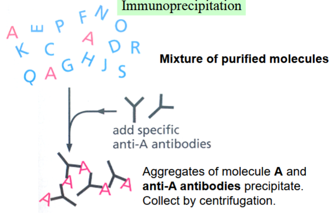 <p>one way to test whether protein-protein interactions are occurring</p><p>combine a mixture of purified molecules (e.g. cell extract) with antibodies specific to one molecule (molecule A, in the picture)</p><p>antibody and molecule A will aggregate and precipitate, collected by centrifugation</p><p>anything bound to A will also precipitate</p>