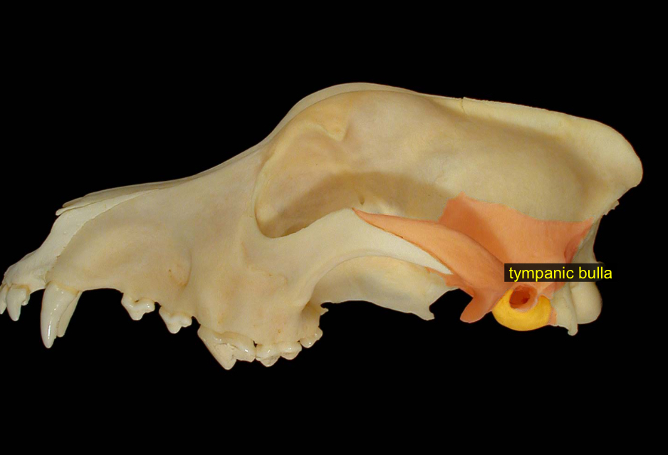 <p>bulb behind zygomatic process, houses middle ear</p>