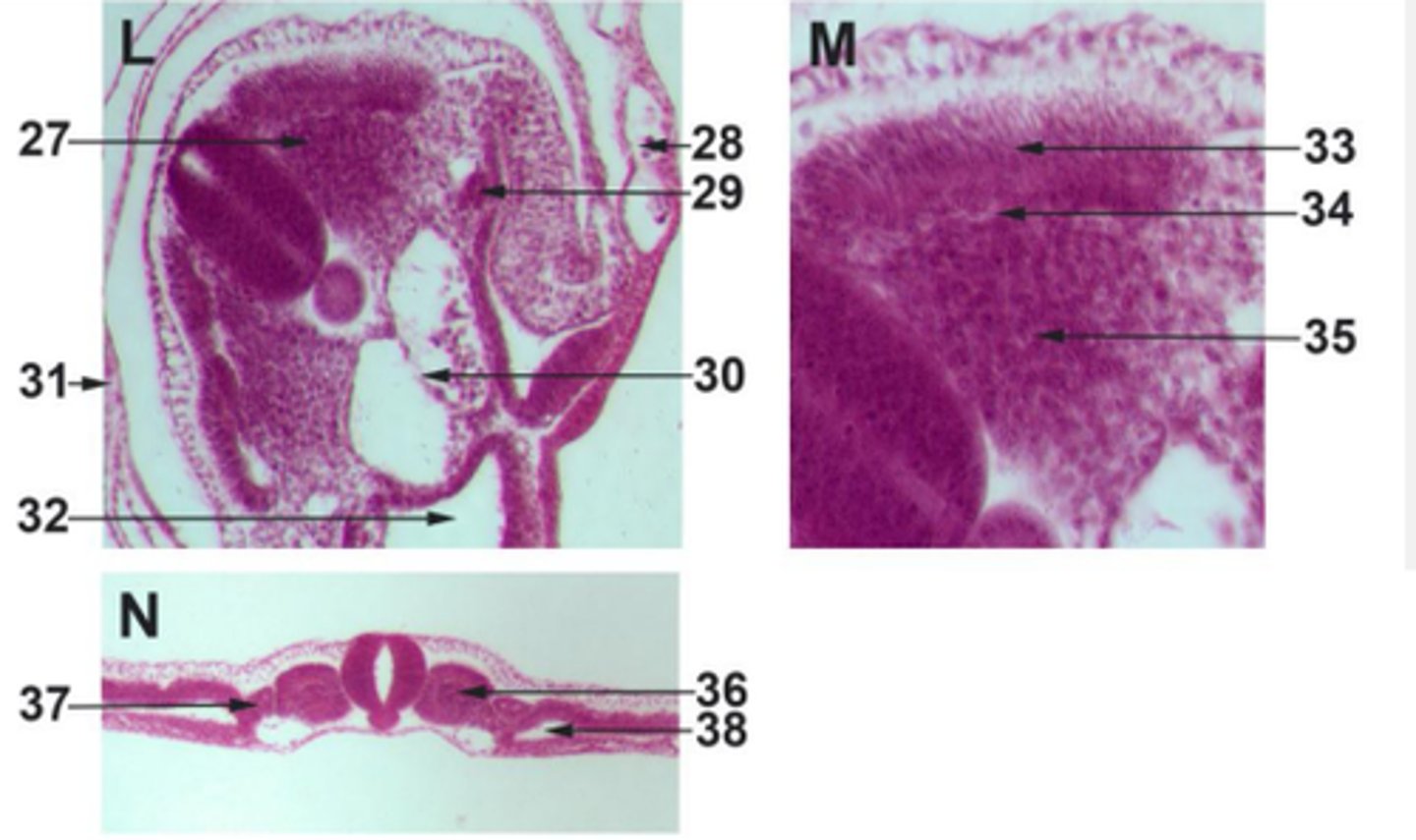 <p>#37 endoderm</p>